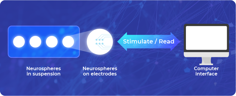 Biological neuroplatform up and running