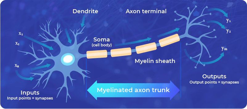 A schematic view of a living neuron - a building block of neurospheres at FinalSpark. The connections between neurons are modified during the process of neuroplasticity.