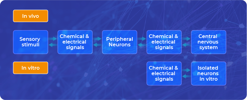 Feedback loops for neuroplasticity in vitro are much more simple than in a living organism.