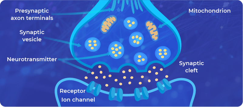 Synapses are the place where neuroplasticity occurs.